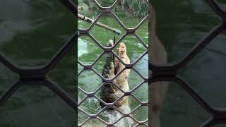 Crocodylus Park Part 03  Darwin NT  Broome crocodile animals entertainment [upl. by Ertha928]