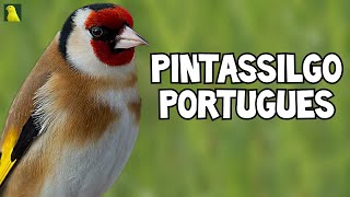 CANTO do PINTASSILGO PORTUGUÊS  Jilguero [upl. by Alexandro]