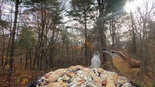 Woodpecker Titmice Carolina Wren Blue Jays [upl. by Arramat]