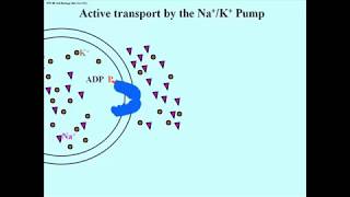 296 Active Transport by the SodiumPotassium Pump [upl. by Bronder]