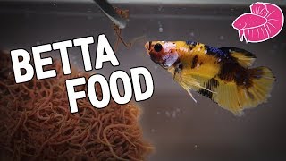 Live Fish Food  California Blackworms Culture For My Bettas [upl. by Eurydice]