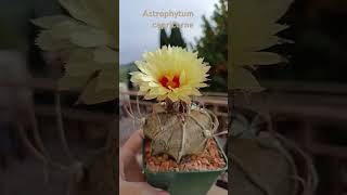 Astrophytum capricornecactus [upl. by Kwan193]