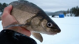 Straight To The Point Angling Adventures  Ice Fishing Whitefish Montage [upl. by Nnayllehs]