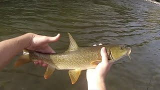 Pêche aux leurres et à la mouche de chevesnes vandoise et barbeau sur lHérault [upl. by Odnumde]