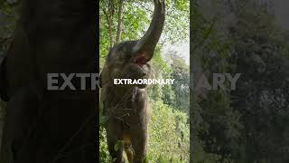 New Series  Wild Asia  National Geographic MENA shorts [upl. by Oak]