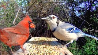 Blue Jays and Cardinals  Extreme CloseUp [upl. by Roderic]