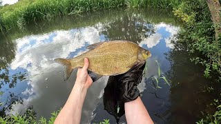 Fishing the West Sussex River Rother with maggots  How many species [upl. by Astrahan632]