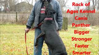 Rock of Ages Kennel Canis Panther Jan2019 Litter [upl. by Atikir]