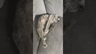 Grey cat in the couch [upl. by Anagnos]