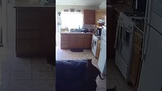 Los Angeles earthquake startles cats [upl. by Yrian657]