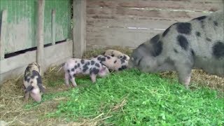 Besuch bei Bunten Bentheimer Schweinen [upl. by Lasyrc51]