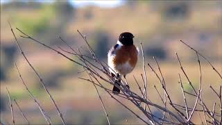 African Stonechat male singing [upl. by Margalit]