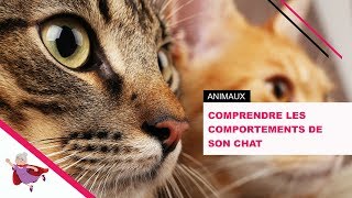 Comprendre les comportements de son chat [upl. by Adelice375]