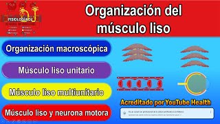 Fisiología del músculo liso  Músculo liso características  Músculo liso unitario y multiunitario [upl. by Netnert]