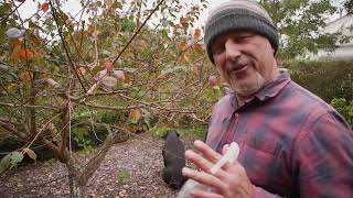 How To Prune Apricot Trees [upl. by Applegate]