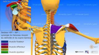 Anatomie 3D myologie élévation latérale du bras dans la plan de la scapula [upl. by Noirad790]