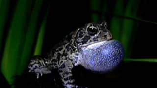 Southern Toad Bufo terrestris calling [upl. by Enehs]