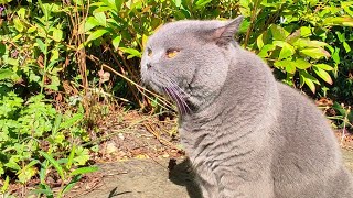 British Shorthair Cat In The Nature [upl. by Neved]