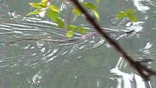 Water Moccasin At Barton Springs [upl. by Anires]