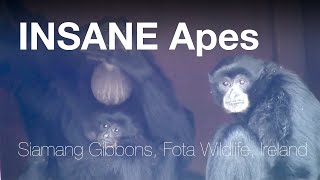 🐒 Funny amp Very noisy apes  Siamang Gibbons Fota IRELAND [upl. by Wooster716]