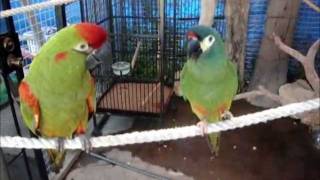 Illiger Macaw Red Fronted Macaw do small talk [upl. by Retsel954]