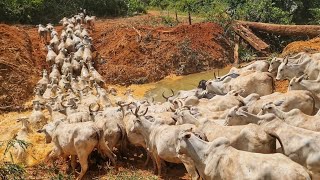 ATRAVESSANDO VACAS GORDAS PARA O ABTE😱 MAIS DE 120 cabeças [upl. by Emmeram]