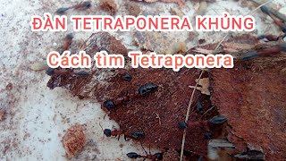 ĐÀN TETRAPONERA KHỦNG GIỮA RỪNG XANH [upl. by Dowzall989]