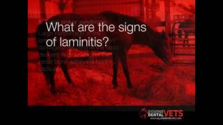 Laminitis in Horses [upl. by Ellivnarg]