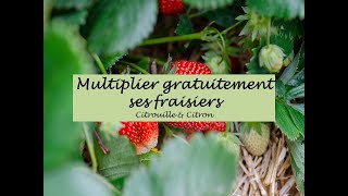 Multiplier gratuitement les fraisiers  Bienvenue au jardin [upl. by Annij842]