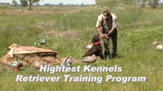 Hightest Kennels 3 Month Gun Dog Training Program [upl. by Pippo284]