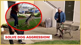 How to Solve Dog Aggression  Dog Nation [upl. by Ramey36]