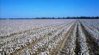 Credence Clearwater Revival  Cottonfields [upl. by Lezned]