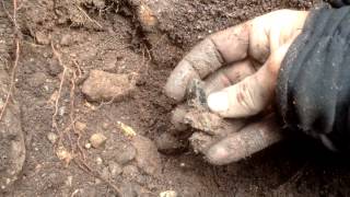 Digging smoky quartz in Northern Victoria Australia [upl. by Attenahs]