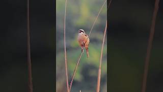 Long  tailed Shrike Call  Sound  Original  wildlife in India shortvideo viralshort ytshorts [upl. by Accebber]