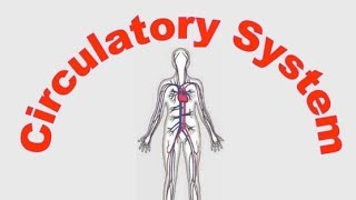 Circulatory system explainedbiology neet circulatorysystem [upl. by Einalam609]