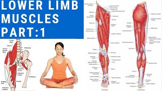 ORIGIN INSERTION NERVE SUPPLY ACTION OF ALL MUSCLES OF LOWER LIMB  PART1  MEDICAL LECTURE [upl. by Bromley282]