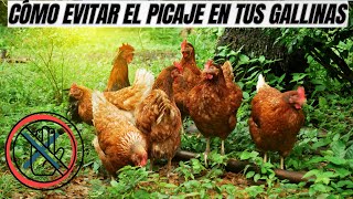 ¿Cómo controlar el picaje en gallinas [upl. by Ayom769]