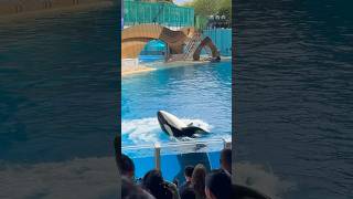 Makaio performs a hula for the crowd during Orca Encounter  SeaWorld Orlando  November 10 2024 [upl. by Macrae]