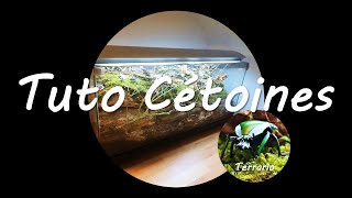 Installation dun grand terrarium pour Cétoines 🪲🪲🪲 [upl. by Eirehc]