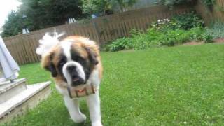 SaintBernard  Kong Ces TempsCi [upl. by Drucy]