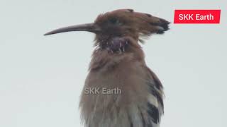 The most beautiful sound of Hoopoe Bird । Hudhud Bird Sound ।SKK Earth [upl. by Ainavi839]