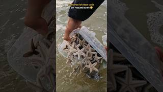 Rescue mission Over 100 Starfish safely returned to their home 🥺 [upl. by Latnahc]