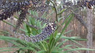 CORDYLINE SELLOWIANA UVARANA plants [upl. by Queen]