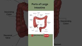 Large Intestine  Parts of Large Intestine  Colon  Parts of Colon largeintestine colon [upl. by Kirven997]