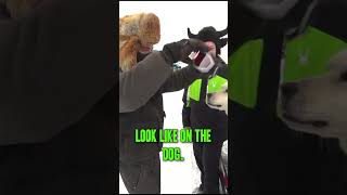 Doggles wolf pet husky eppic viral trending funny animals curious bigdog fluffy fyp [upl. by Eninaej729]