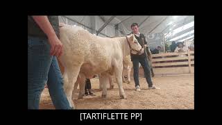 TARTIFLETTE PP génisse charolaise Charolais Univers vendue au sommet de lélevage 2023 [upl. by Grover]