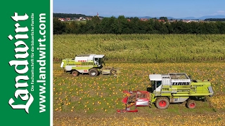 Kürbisernte mit Claas Mähdrescher  landwirtcom [upl. by Nayrb52]