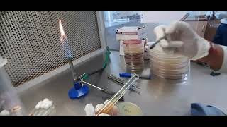 Urease Test  Microbiology  urease bacteria biochemical [upl. by Hubsher]