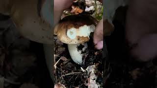 Fichtensteinpilz 🍴 Boletus Edulis pilze boletus boletusedulis fungi porcini mushroom wald [upl. by Cuyler787]