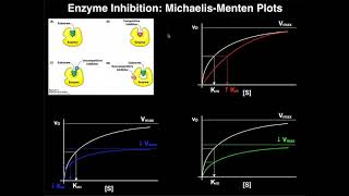 Enzyme Inhibitors  Mechanisms MichaelisMenten Plots amp Effects [upl. by Llesram478]